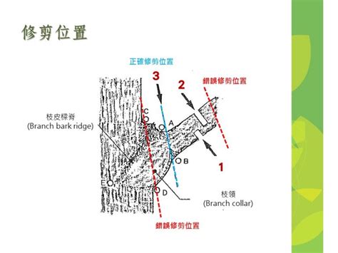 鋸樹方法|樹木修剪三刀法 – 樹花園 Treegarden